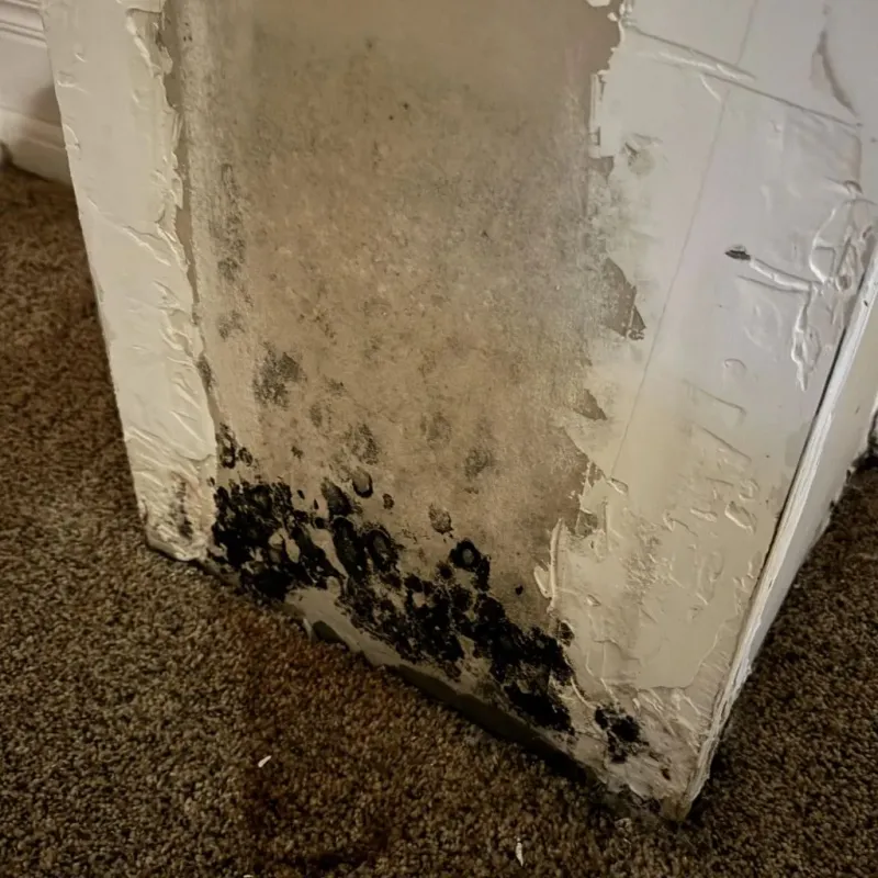 Professional Mold Removal in Salina, OK
